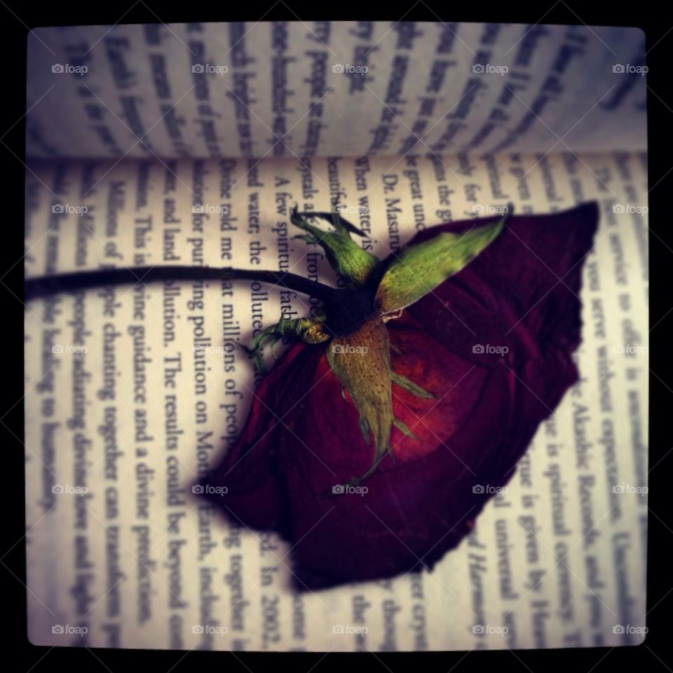 Book pressed rose 