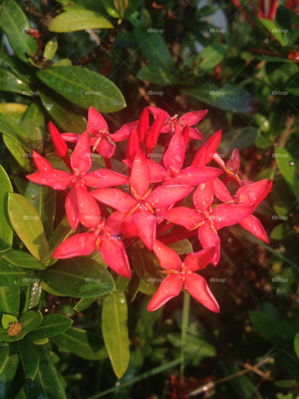 Ixora Beautiful flower and grass field for background design. You can put some words to tell somone.