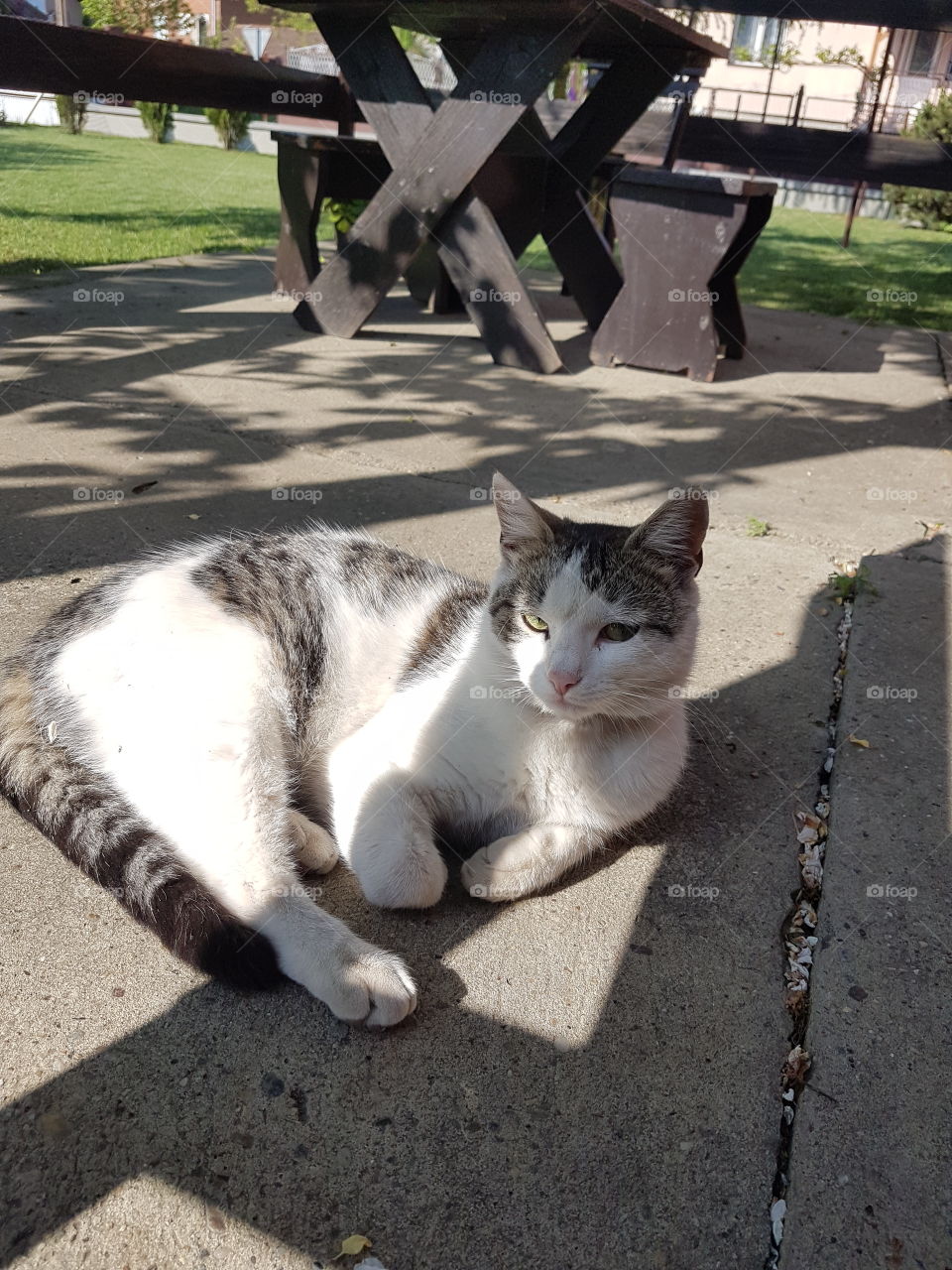 domestic cat, leisure time