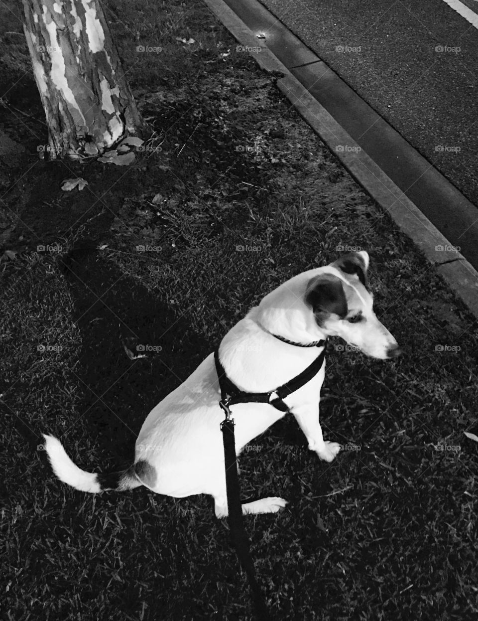 Taking the dog for a walk