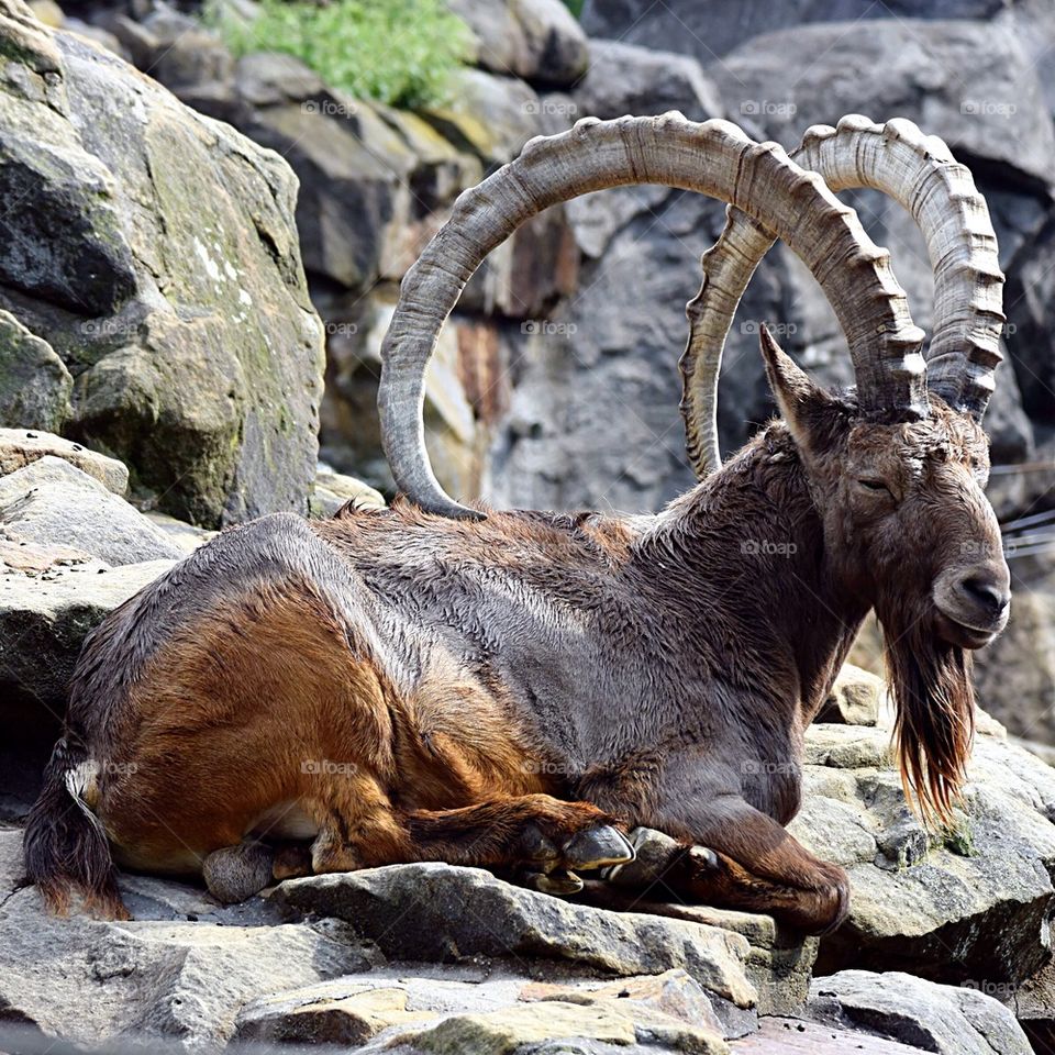 Siberian ibex