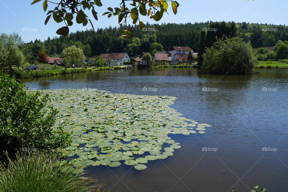 Lake with water lily 