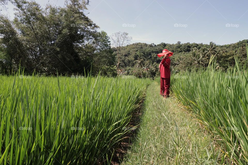 holiday in the ricefield