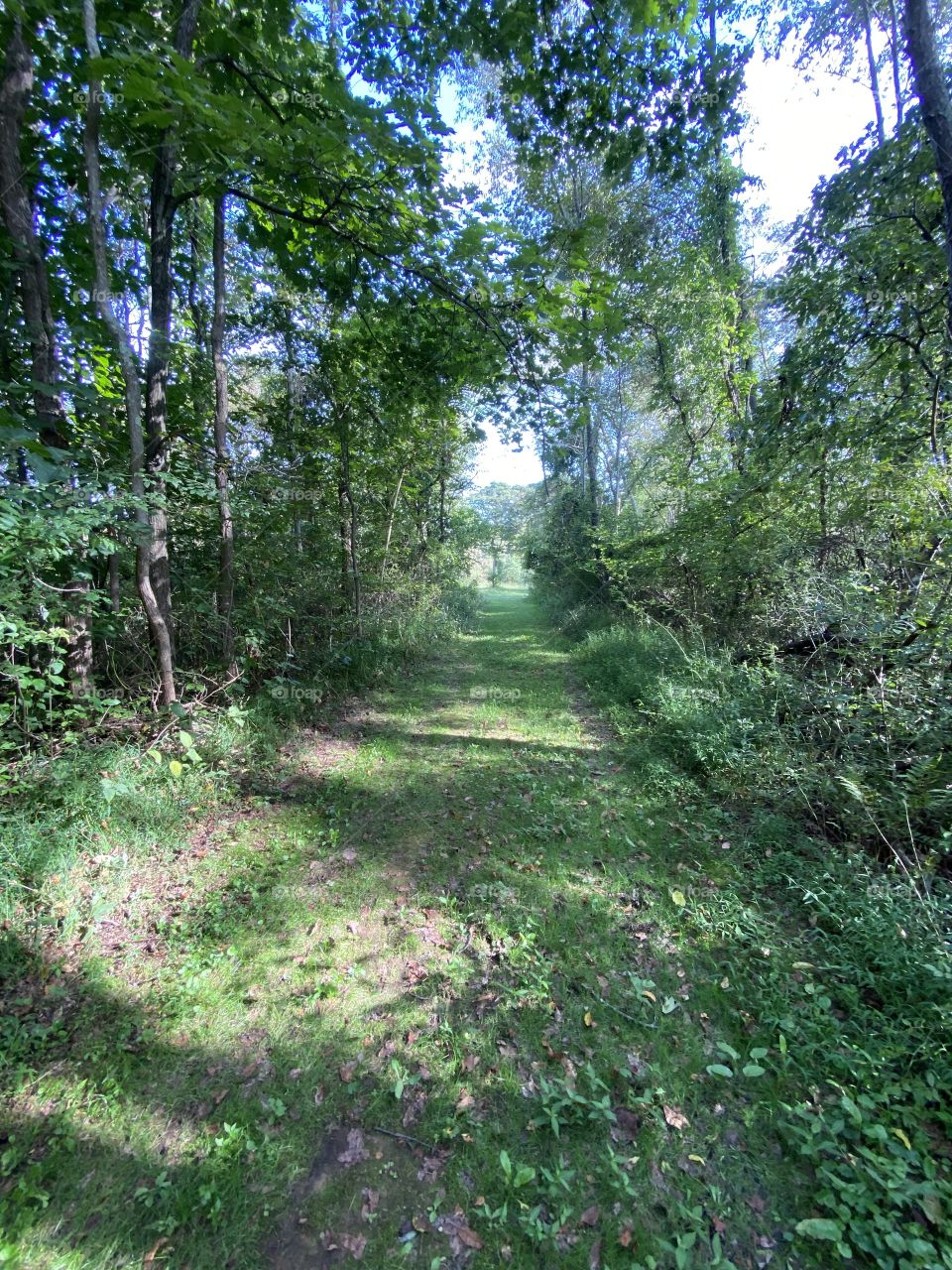 I love this walk in the woods 