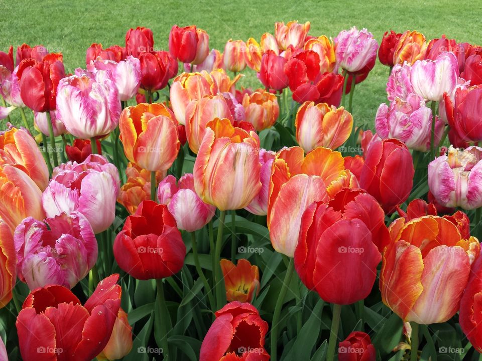 tulips, multicolored