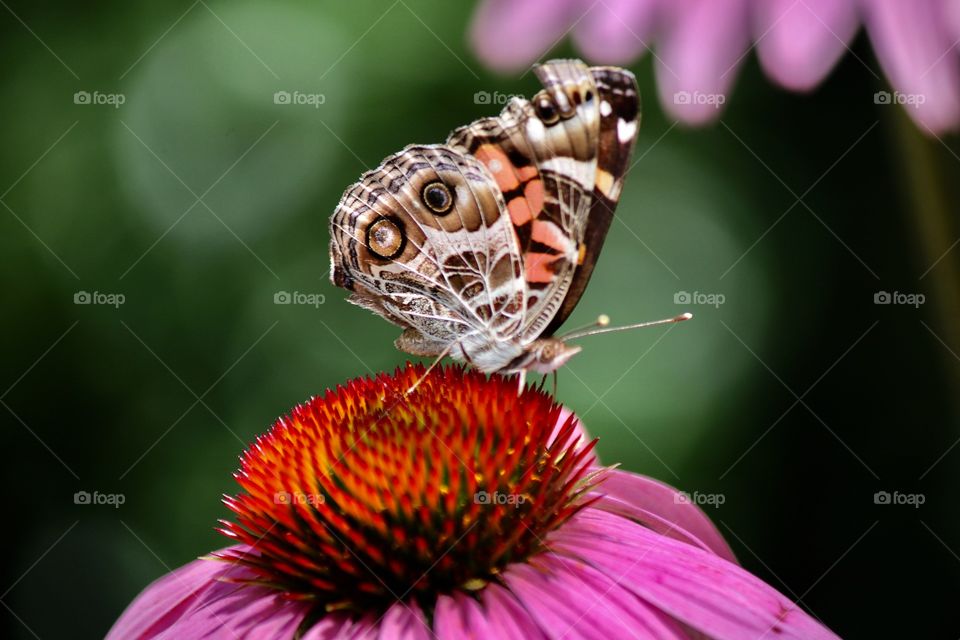 Butterfly in the garden 