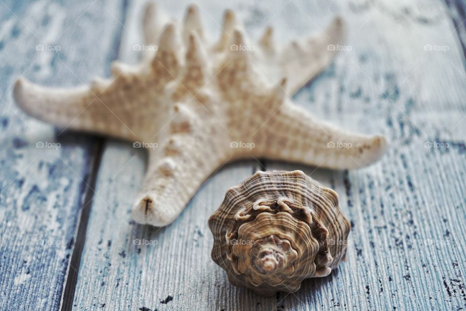 Composition Mussion .. Sea shell and Starfish 