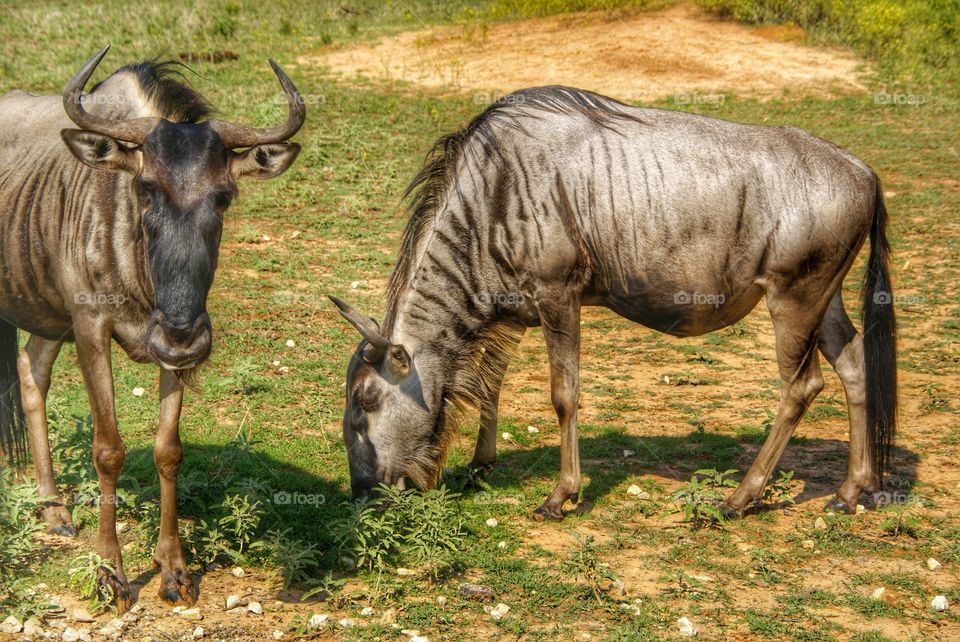 Wildebeests grazing