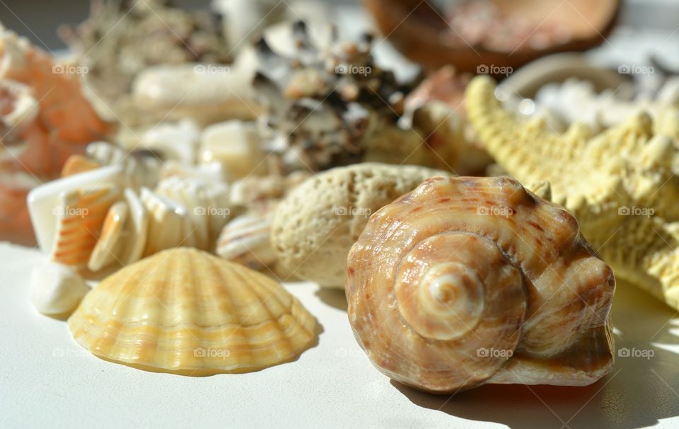 Seashell, Shell, Shellfish, Food, Conch