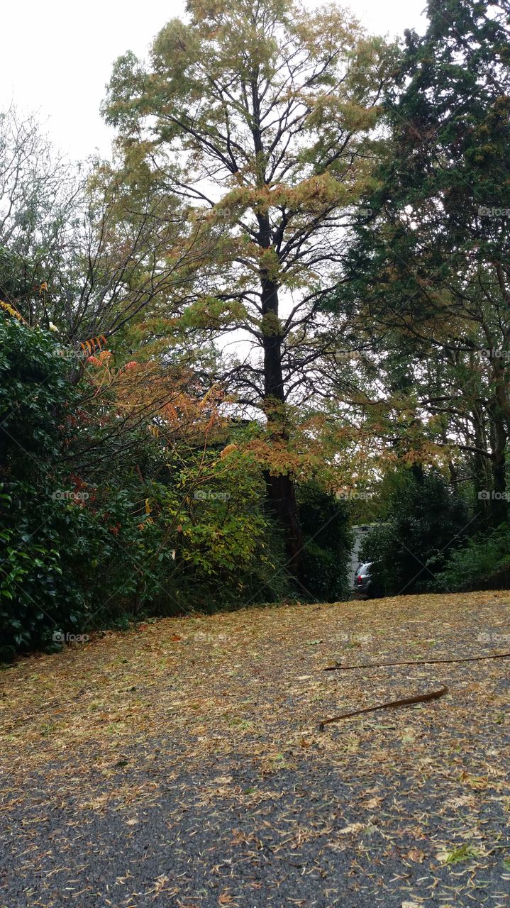 No Person, Tree, Landscape, Nature, Leaf