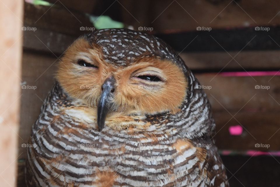 Owl