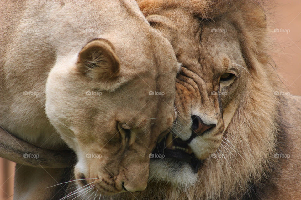 Lion and lioness love at zoo
