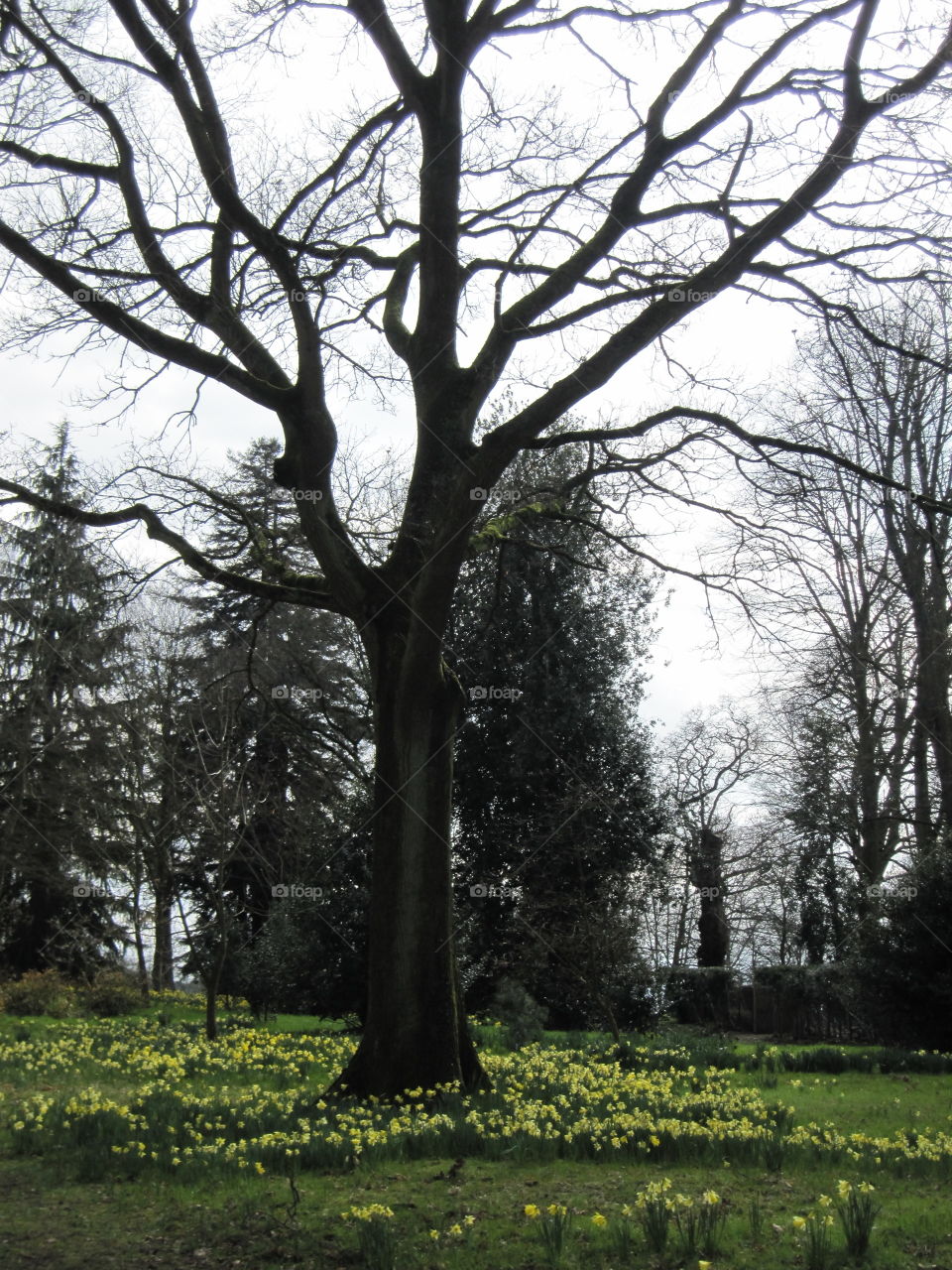 Tree, Landscape, No Person, Wood, Branch