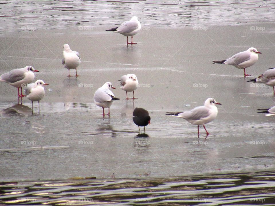 Snow in the park