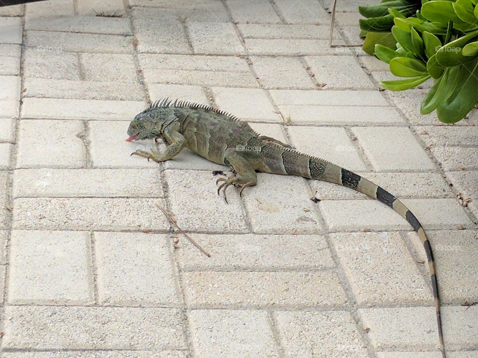 Iguana
