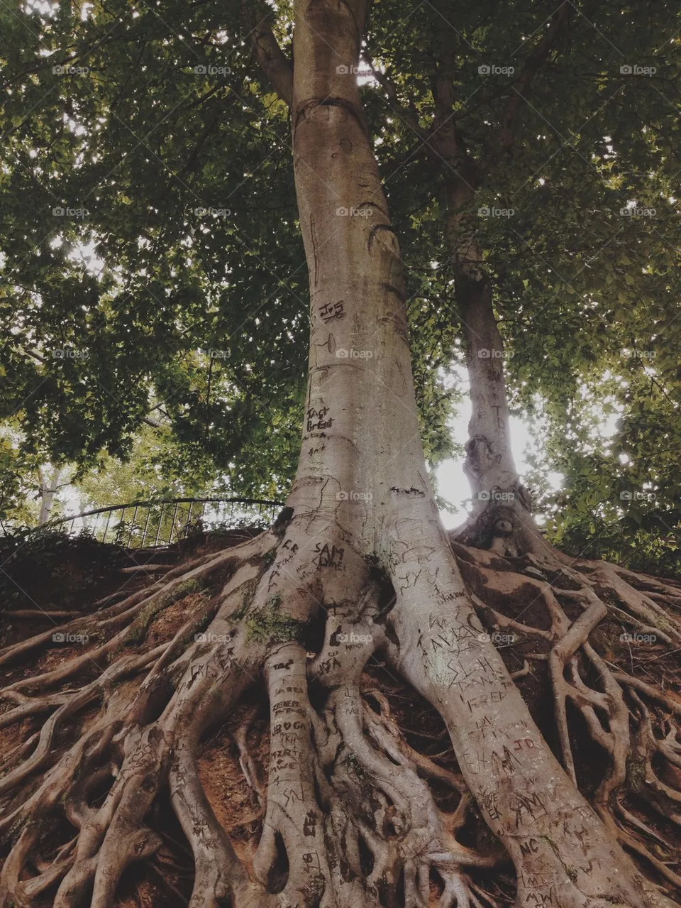 Roots 