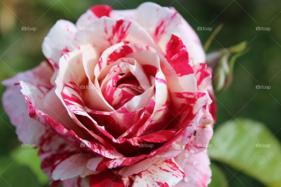 Variegated rose