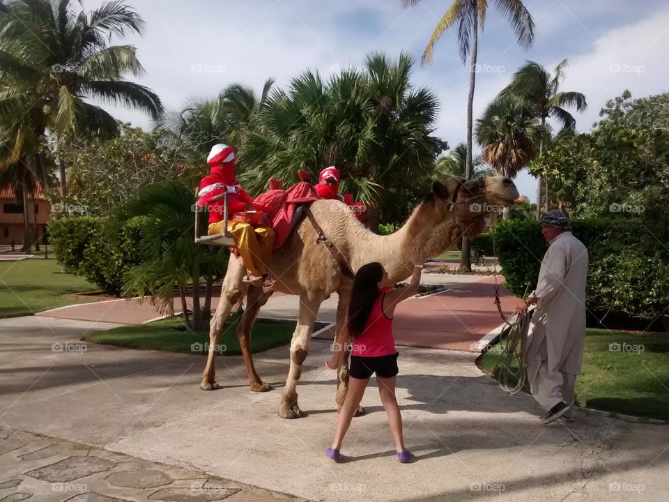 admiring animal beauty, camel