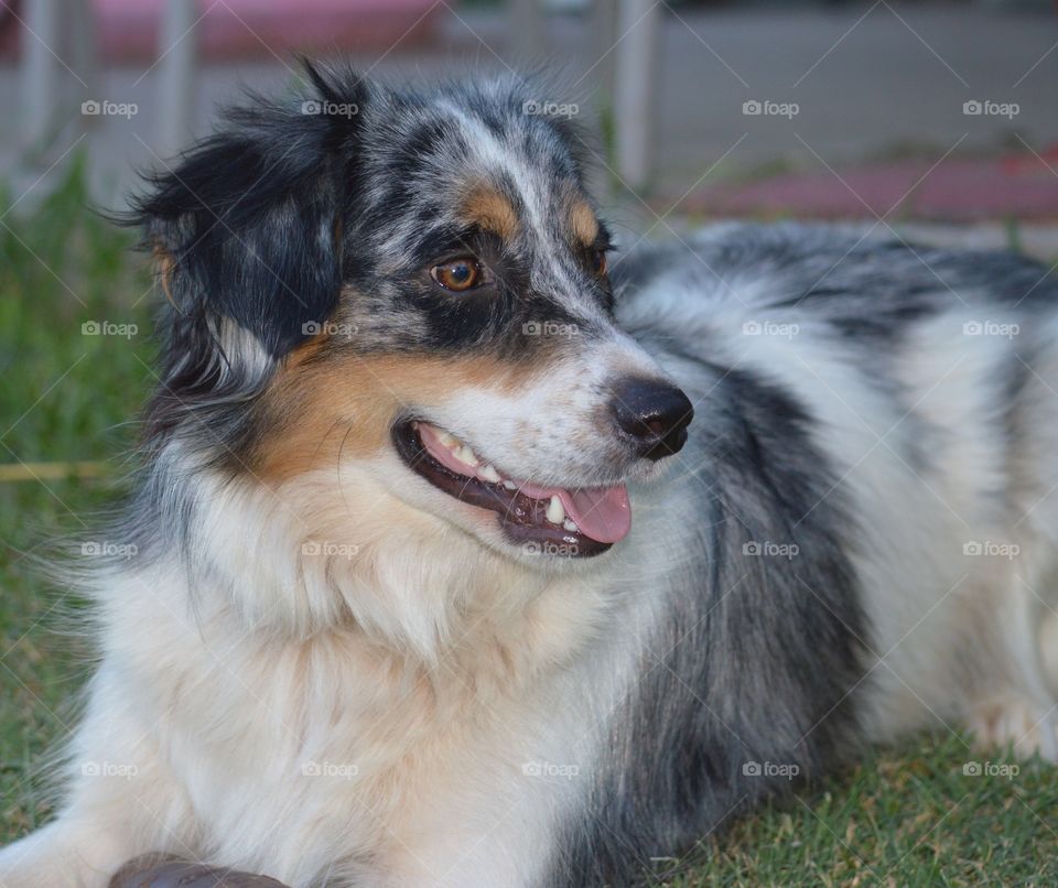 Close-up of dog sitting on grass