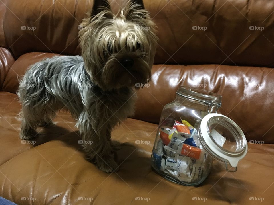 Dog and candy bottle