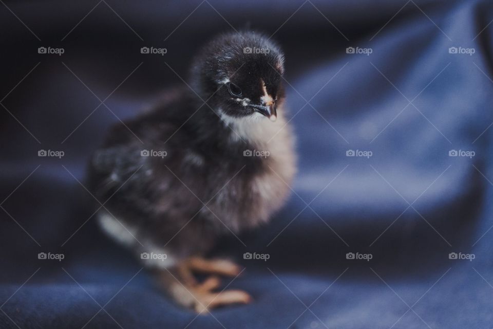 French black copper marans chick