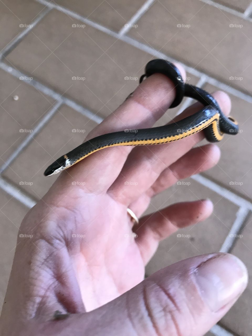 Ringneck snake in hand