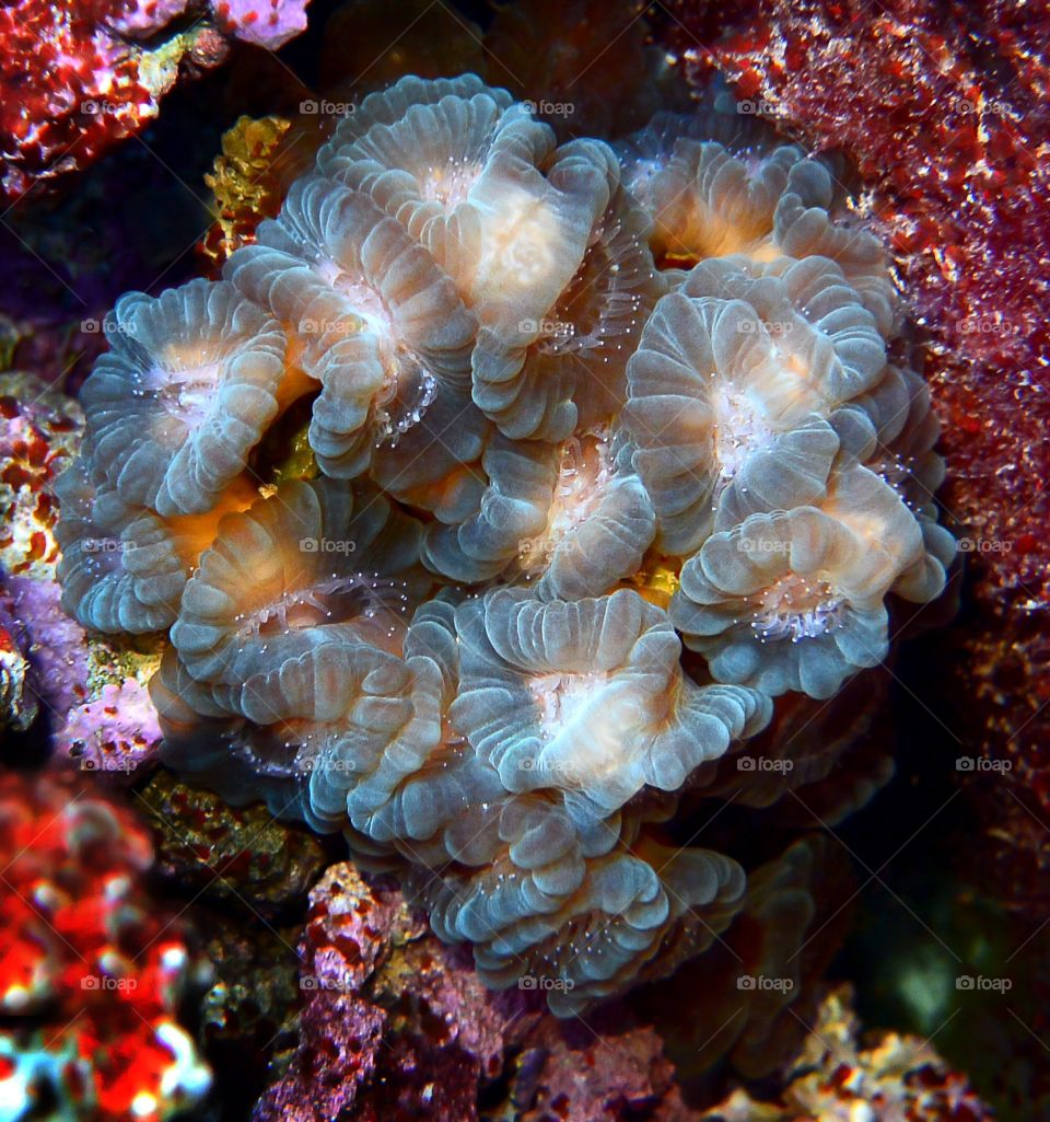 Coral Caulastrea. Shot in my reef tank.