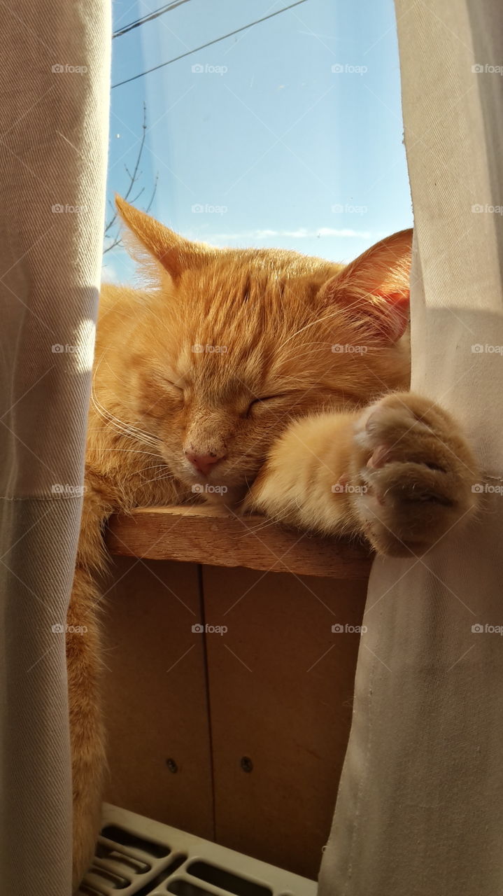 Ginger cat lying in the sun