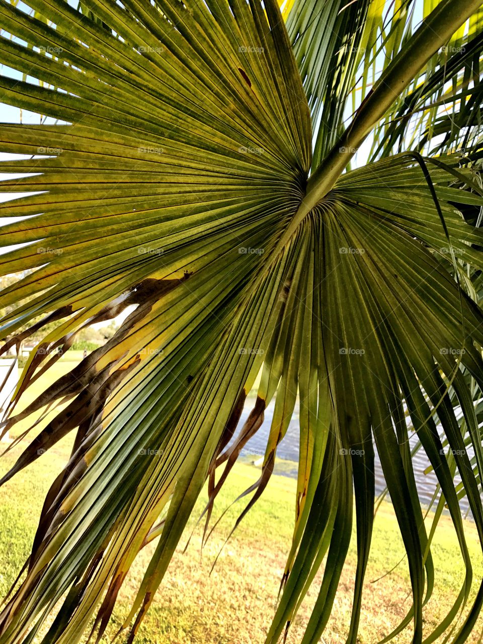 Palm