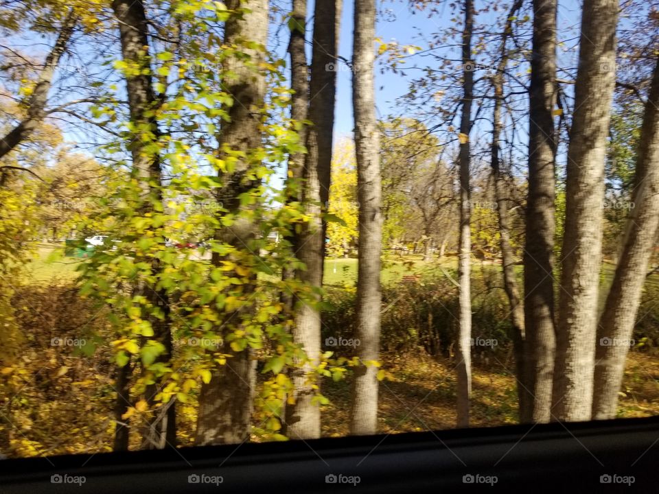 Wood, Tree, Landscape, Leaf, Fall