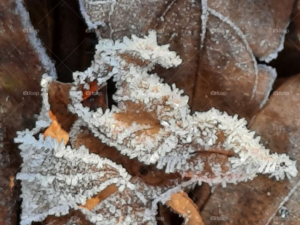 first autumn frost crystals on fallen leaves