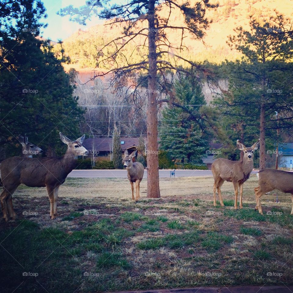 Well, Hello there!. These deer came to hang out at our cabin one day in Chipita Park, Colorado.