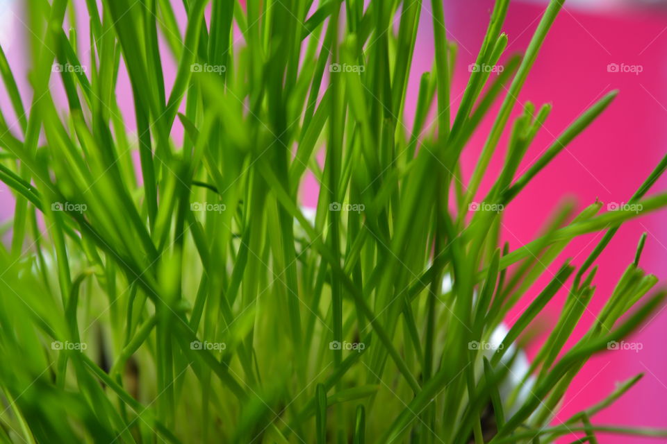 Grass, Nature, Flora, Growth, Lawn