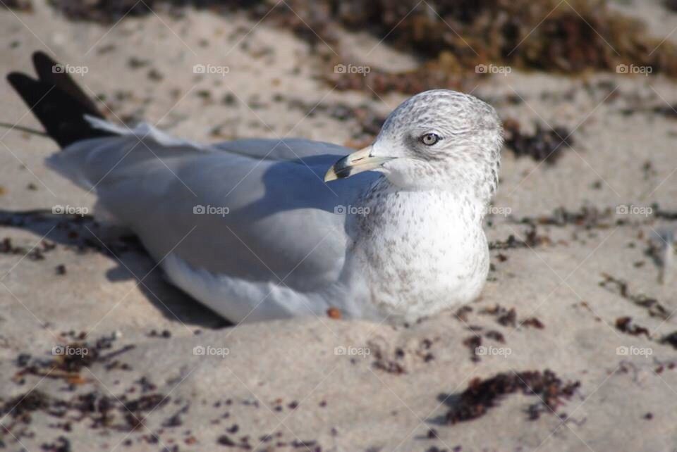 Seagulls