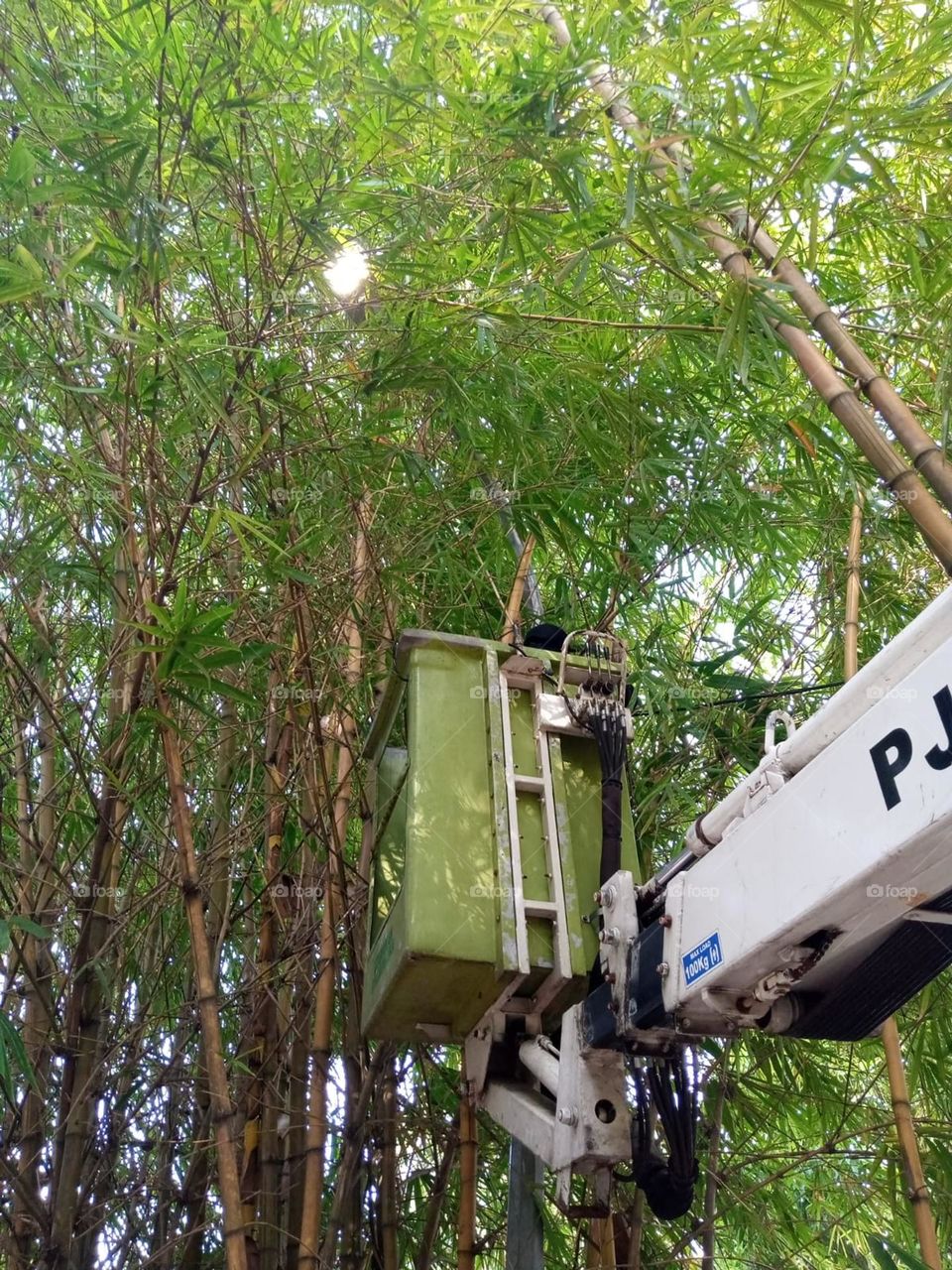 Regular trimming of trees and leaves