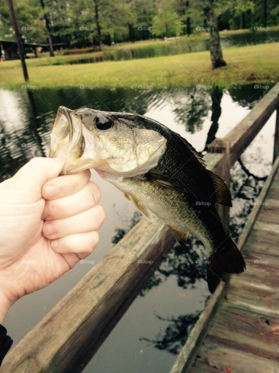 Bass Fishing 