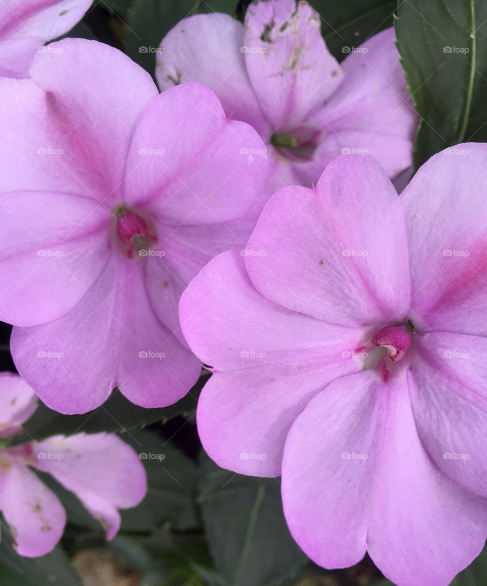 🌹 🇺🇸 Very beautiful flowers to brighten our day.  Live nature and its beauty. Did you like the delicate petals? / 🇧🇷 Flores muito bonitas para alegrar nosso dia. Viva a natureza e sua beleza. Gostaram das pétalas delicadas? 