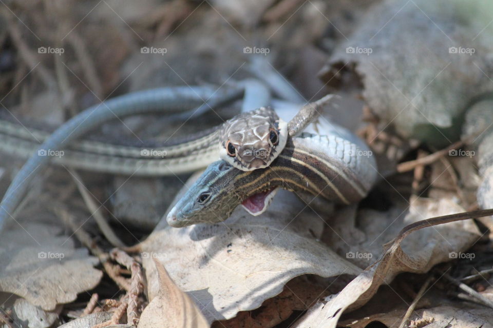 Close-up of a snake hunting lizard