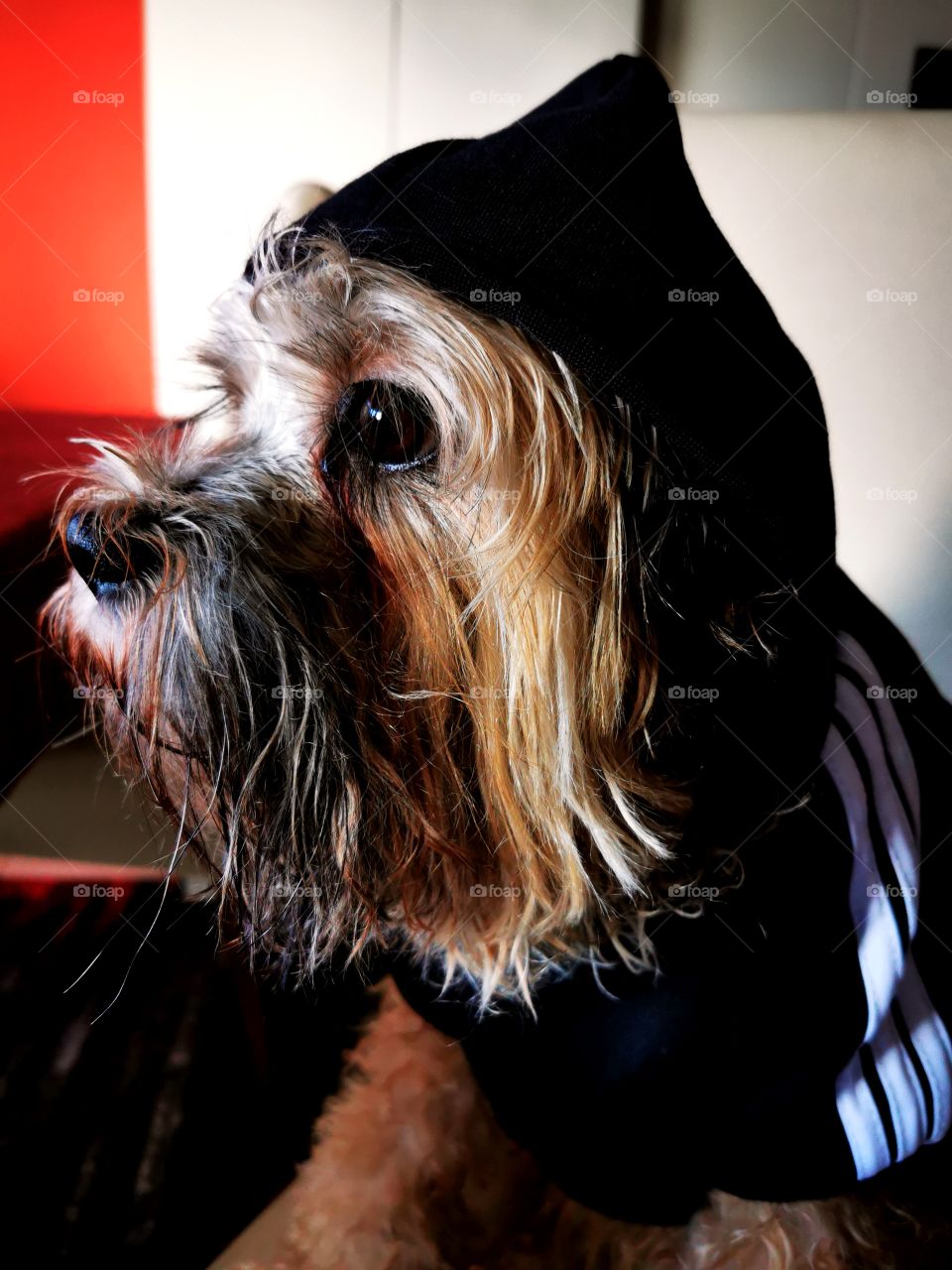 Dog after taking a shower at home