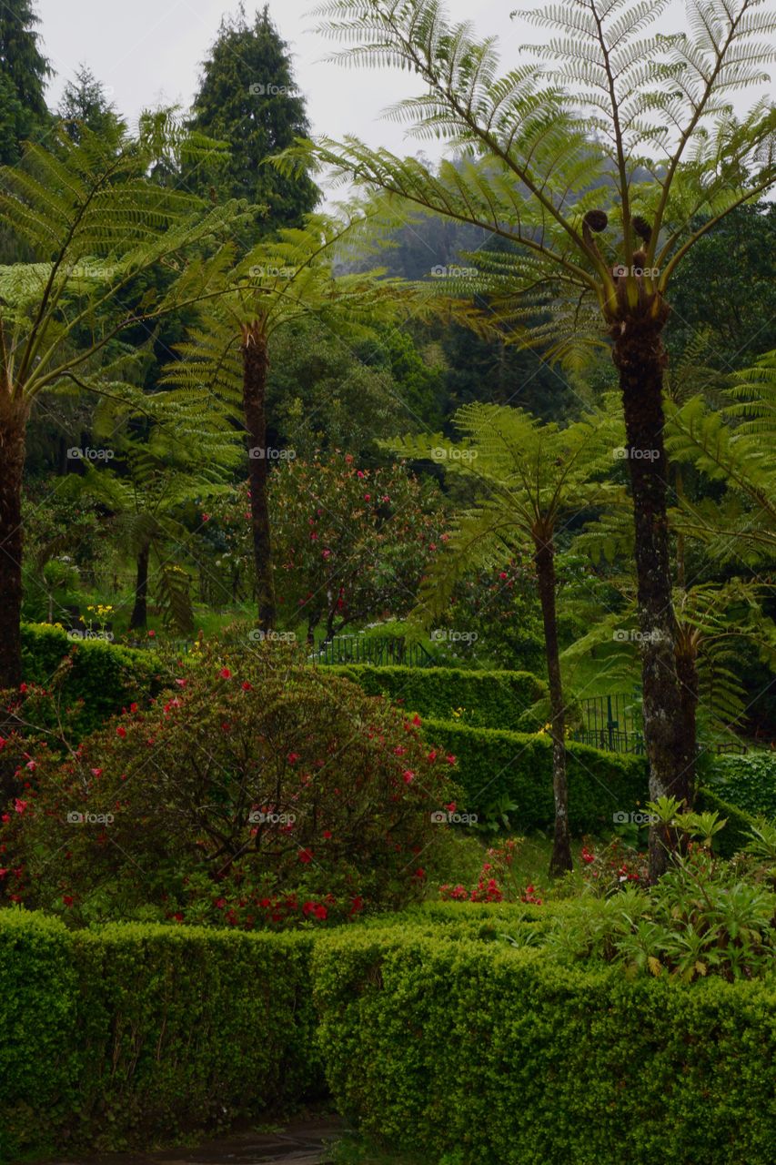 Tree fern in the magical forest of Ribeiro Frio (Madeira)