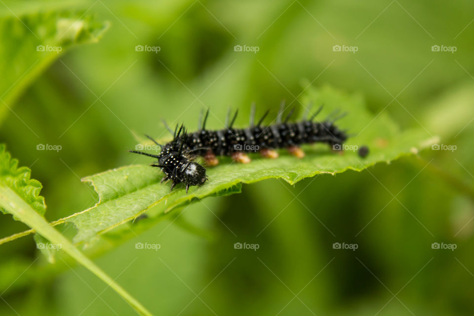 Insect, Caterpillar, Nature, Larva, Butterfly