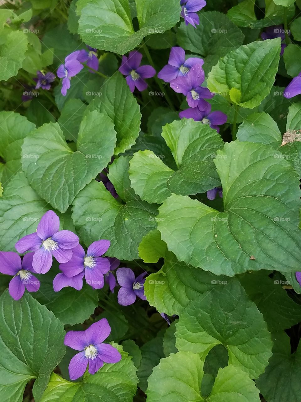 field of violets