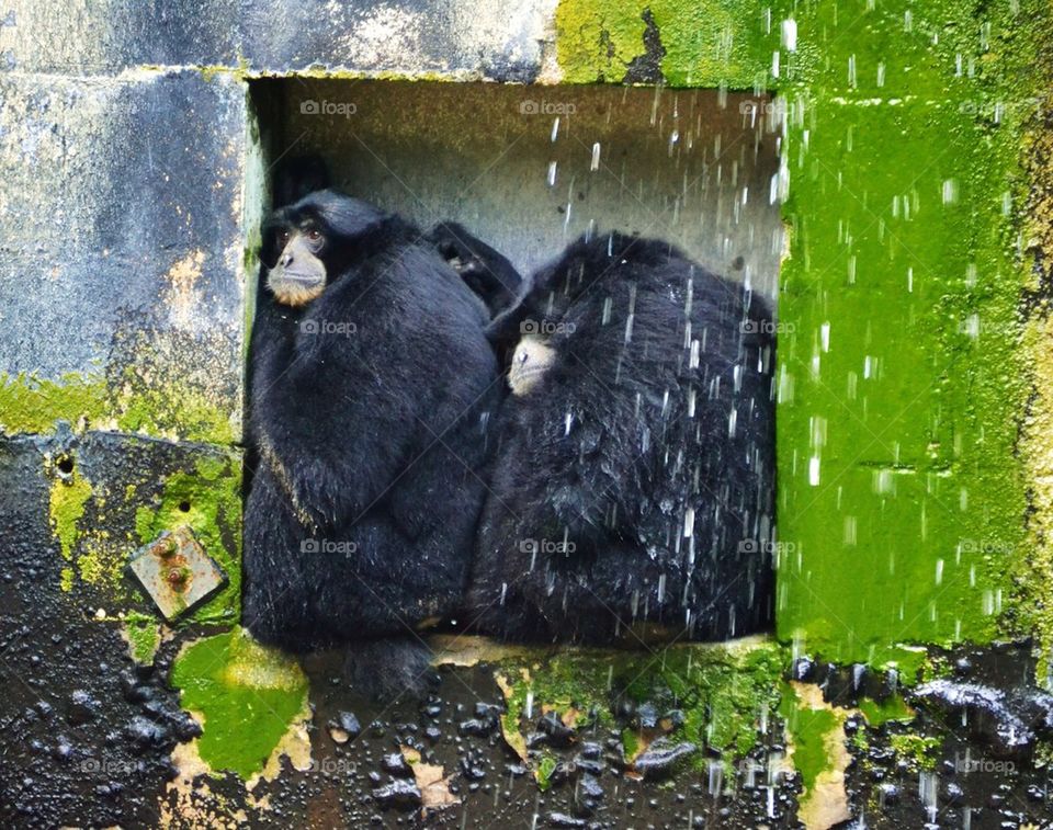 Apes in a Temple