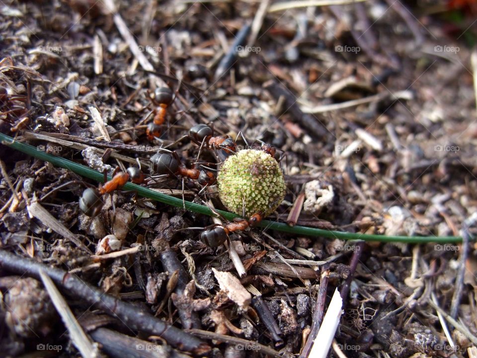 There is an ant hill close to my house.  The weather has been nice so the ants have been very busy and active. I noticed that many ants makes an interesting sound.