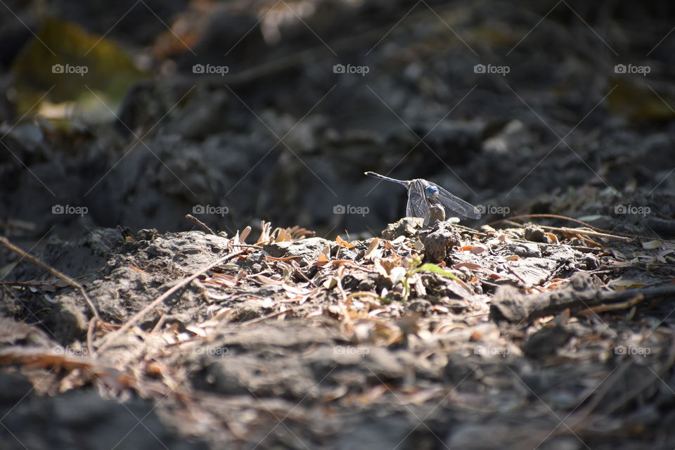a dragon fly in soil