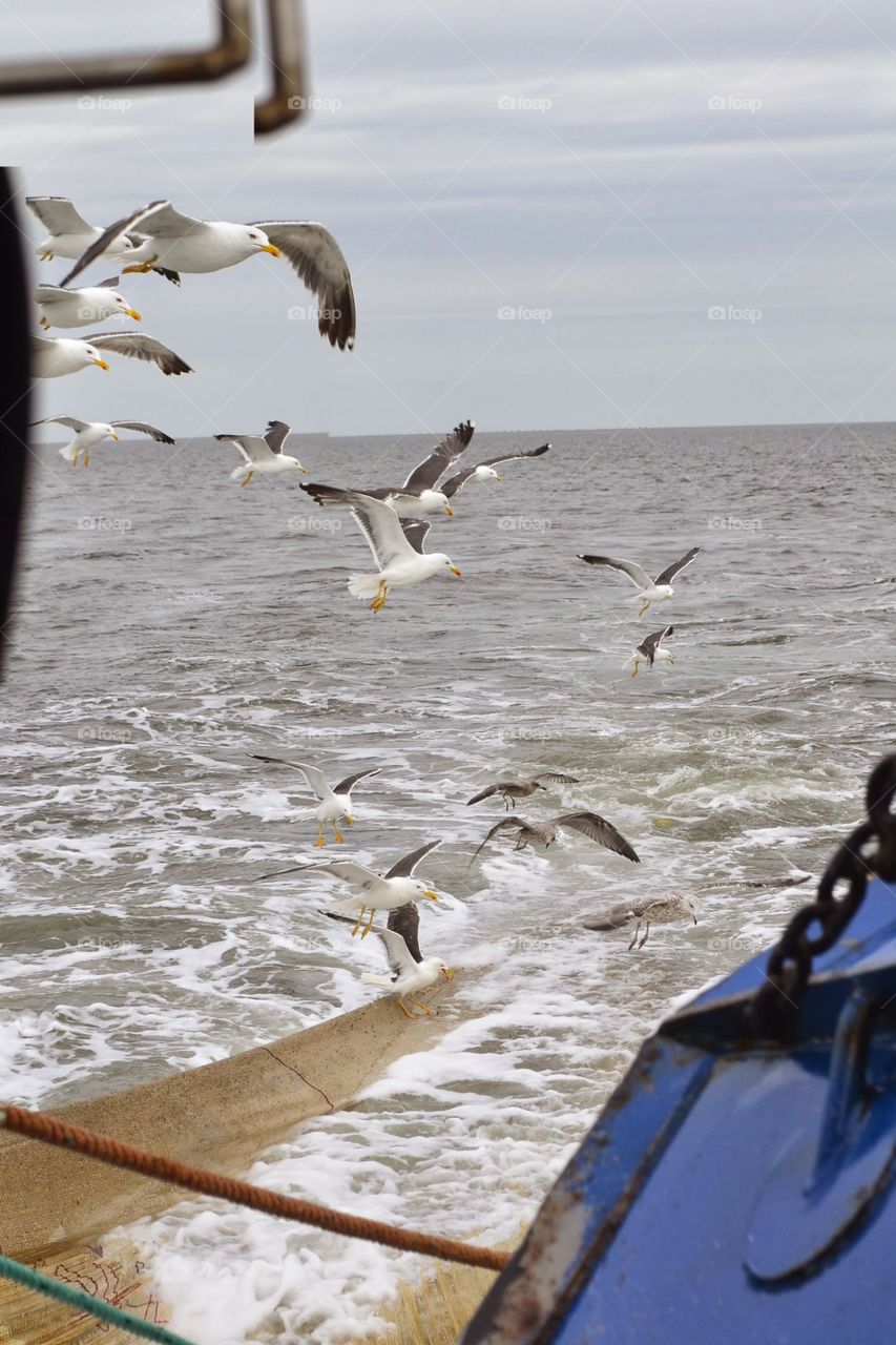 Seaguls try to get some fish.. They also want some fresh fish.