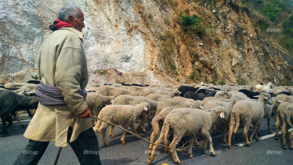 The sheep herder