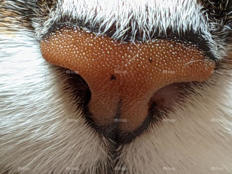 cat nose