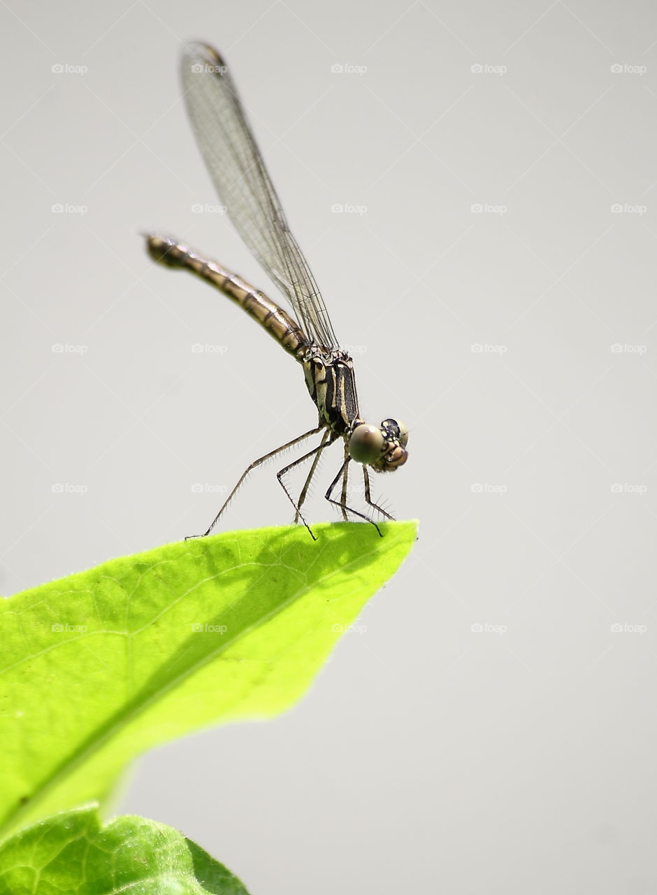 Libellago lineata . Female species of darmselfy at the top leaf perching on . The main body character's short , and It's pair of wings looking for narrow , long - ended for wide .