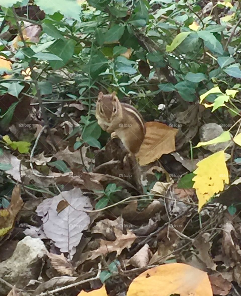 Fall Chipmunk 